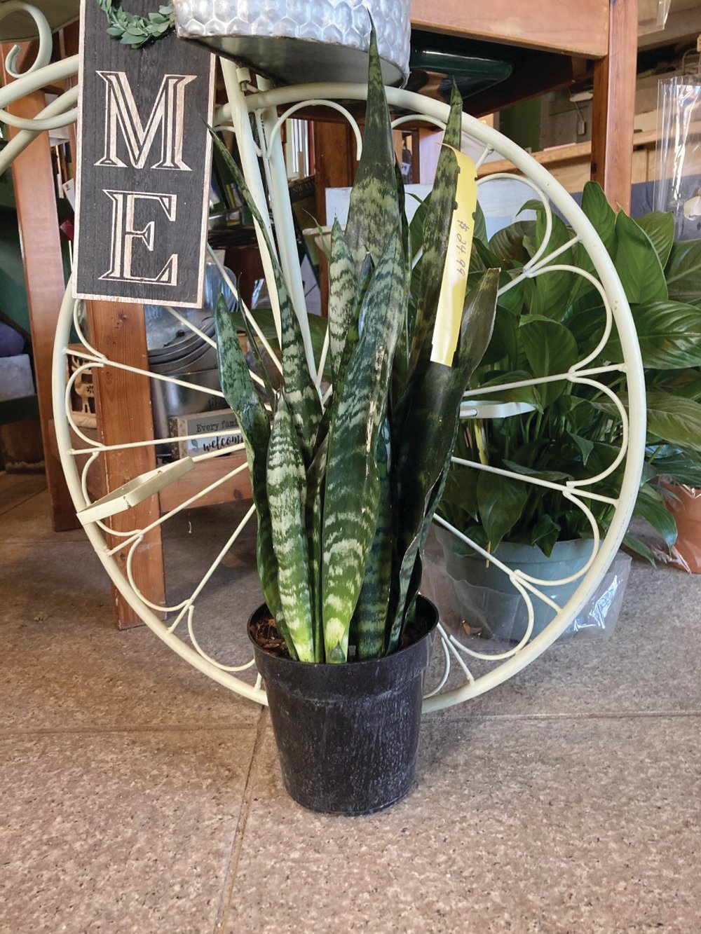 PART OF THE COLLECTION: Yard Works Inc. sells a variety of household plants including snake plants (pictured here) and peace lilies.